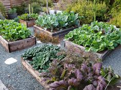 a garden filled with lots of different types of vegetables and plants in wooden boxes next to each other