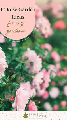 pink flowers with text overlay that reads 10 rose garden ideas for any gardening enthusiast