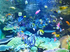 an aquarium filled with lots of colorful fish