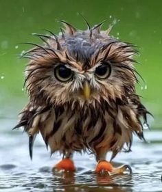 an owl is standing in the water with its head turned to look like it's getting wet