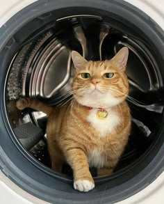 an orange and white cat sitting in a washing machine