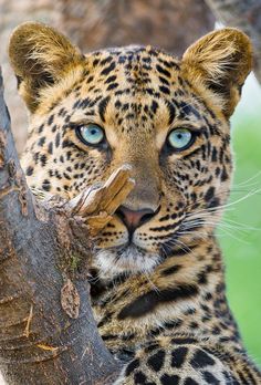 a close up of a leopard on a tree branch with its eyes open and looking at the camera