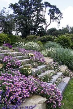 purple flowers are growing on the side of a stone wall