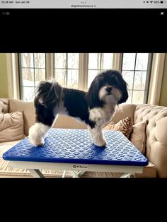 a black and white dog standing on top of a blue mat