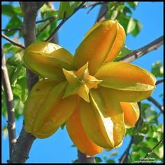 an orange flower on a tree with blue sky in the background