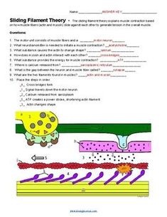 the structure of an animal cell worksheet