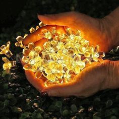 a person's hand holding some yellow flowers in their palm, lit up at night