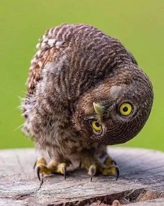 an owl sitting on top of a piece of wood