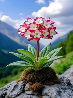 a small flower is growing out of the ground on top of a rock in front of some mountains