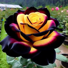 a yellow and black rose in a garden