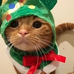 a cat wearing a green hat and scarf with polka dots on it's head