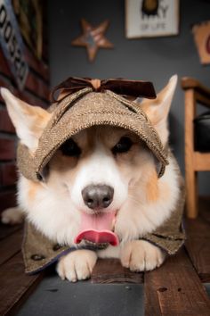 a dog wearing a hat and sitting on a table