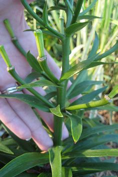 a person is picking up leaves from a plant