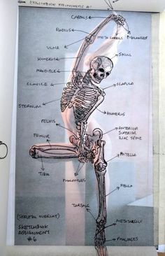 a diagram of the human skeleton and its major functions