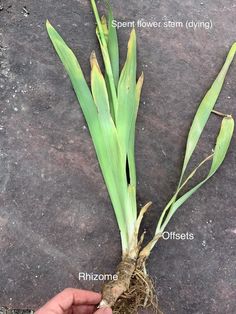 an image of the parts of a plant that is growing out of concrete flooring