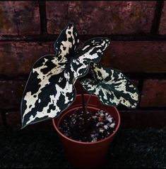 a potted plant with black and white spots in front of a red brick wall