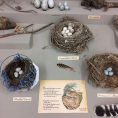 some birds nests and feathers on display in a museum case with information about them