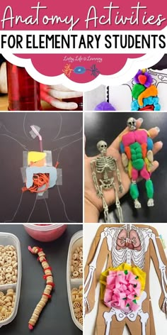 there are many different activities for elementary students to do with their skeleton and skeletal bones