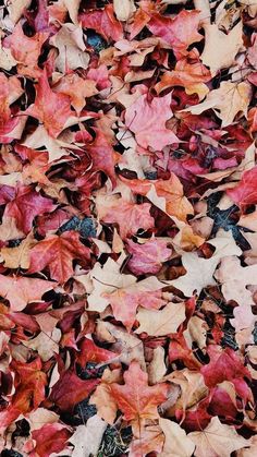 many different colored leaves laying on the ground