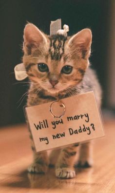 a small kitten with a tag that says will you marry my new daddy?