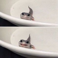 two pictures of a baby gecko in a bathtub with its mouth open and tongue out