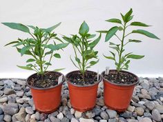 three potted plants are sitting on some rocks