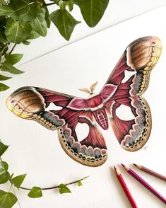 a drawing of a butterfly on paper with colored pencils next to it and greenery