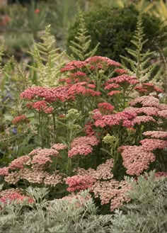 some pink flowers and green plants in a garden