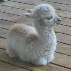 a small white sheep sitting on top of a wooden floor