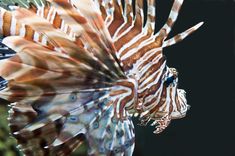 a close up of a lionfish in the water