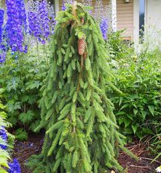 a very tall pine tree sitting in the middle of a garden filled with blue flowers