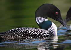 two black and white birds are swimming in the water with their beaks touching each other