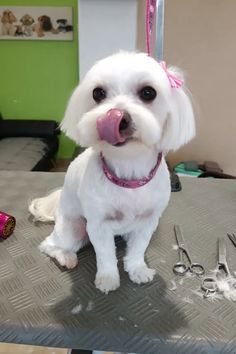 a small white dog sitting on top of a table next to scissors and pliers