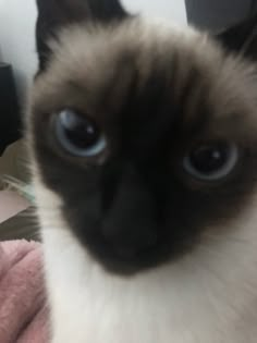 a siamese cat sitting on top of a pink blanket