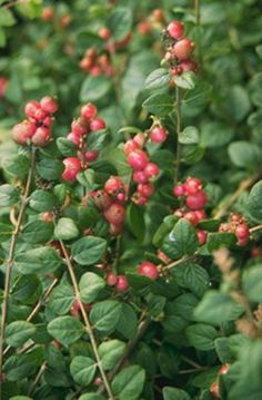 small red berries are growing on the bush