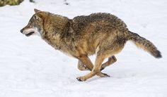 a wolf is running through the snow