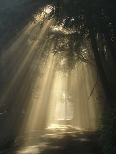 sunbeams shine through the trees onto a road