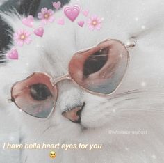 a white cat wearing heart shaped sunglasses with pink flowers on it's head and the caption i have hella heart eyes for you