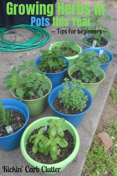 there are many potted plants on the ground with hoses attached to each planter