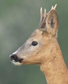 a deer with antlers on it's head looking to the side