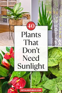 plants that don't need sunlight in the house