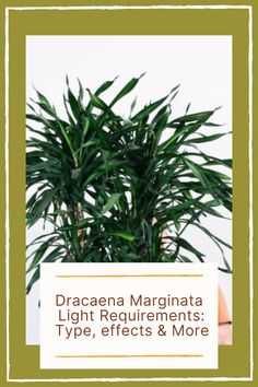 a potted plant with the words dracaena marginala light requirementss type effects & more