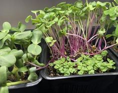 several trays filled with different types of plants