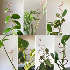 there are many pictures of different plants in the same photo, each with spiral wire attached to it