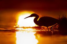 a bird is standing in the water at sunset