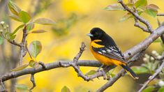 a yellow and black bird perched on a tree branch