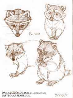 three different types of foxes are shown in this drawing