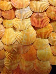 many different shells are arranged together on the wall in front of each other, all yellow and orange