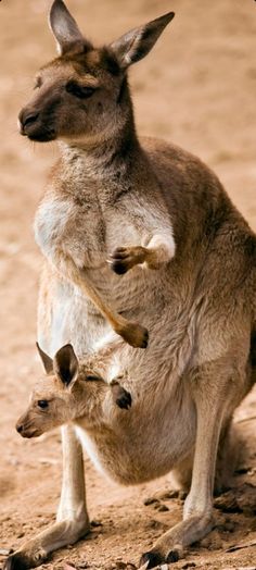 an adult kangaroo and two baby kangaroos in the dirt