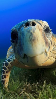 a sea turtle swimming in the ocean with its mouth open and it's eyes wide open